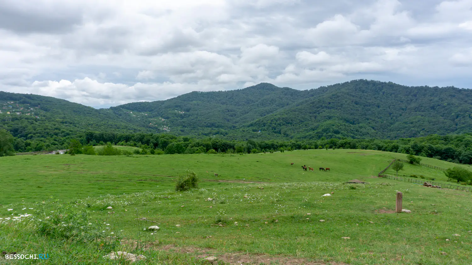 Красная воля