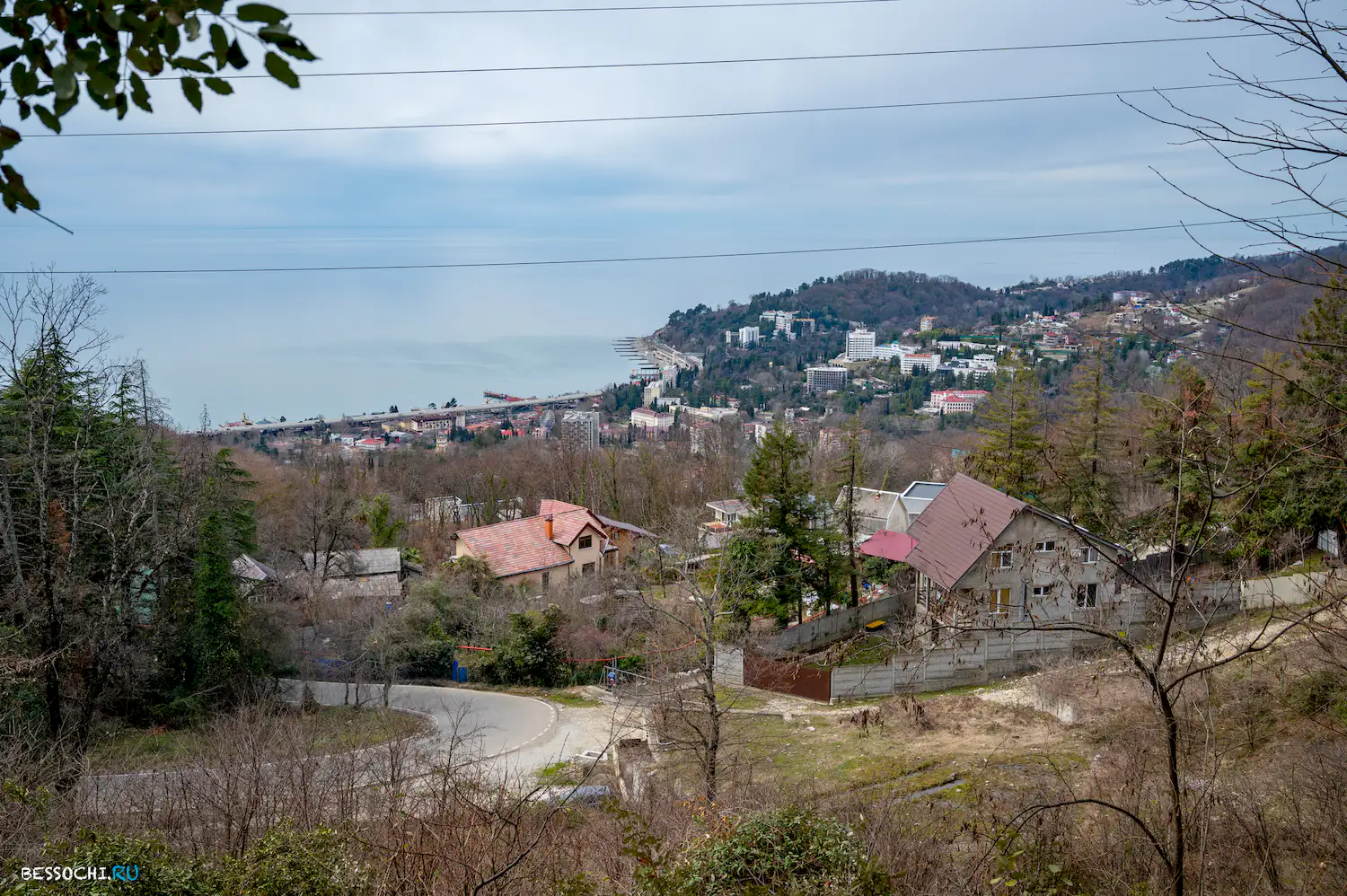 Хоста