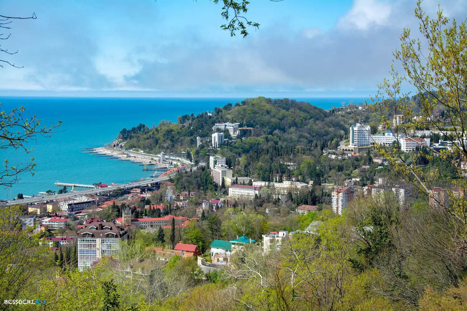 Хоста