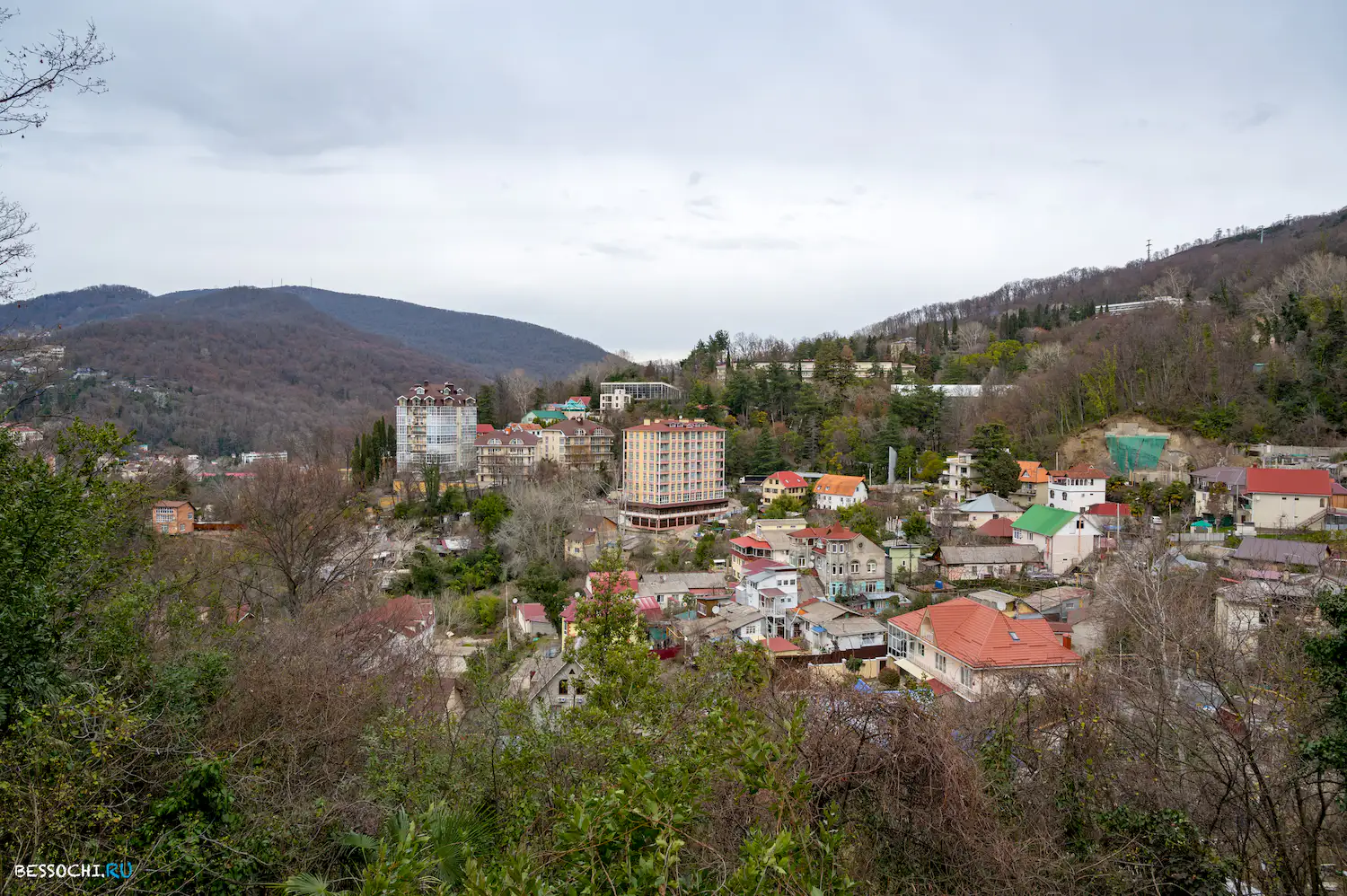 Хоста