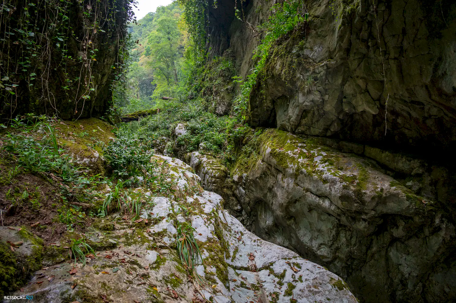Царские ворота