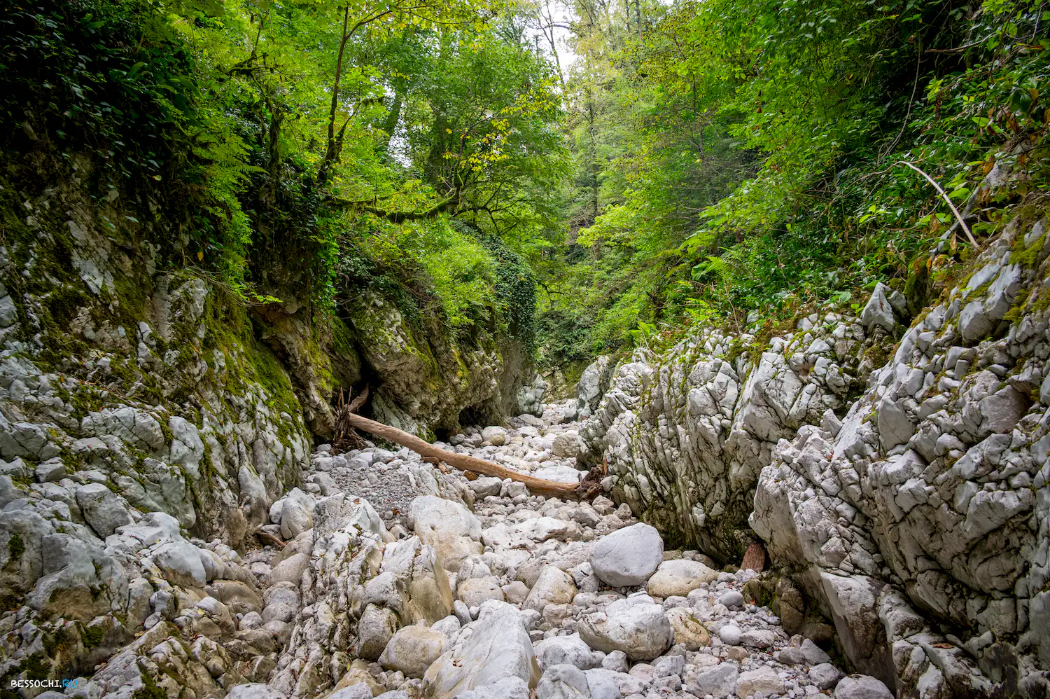 Царские ворота