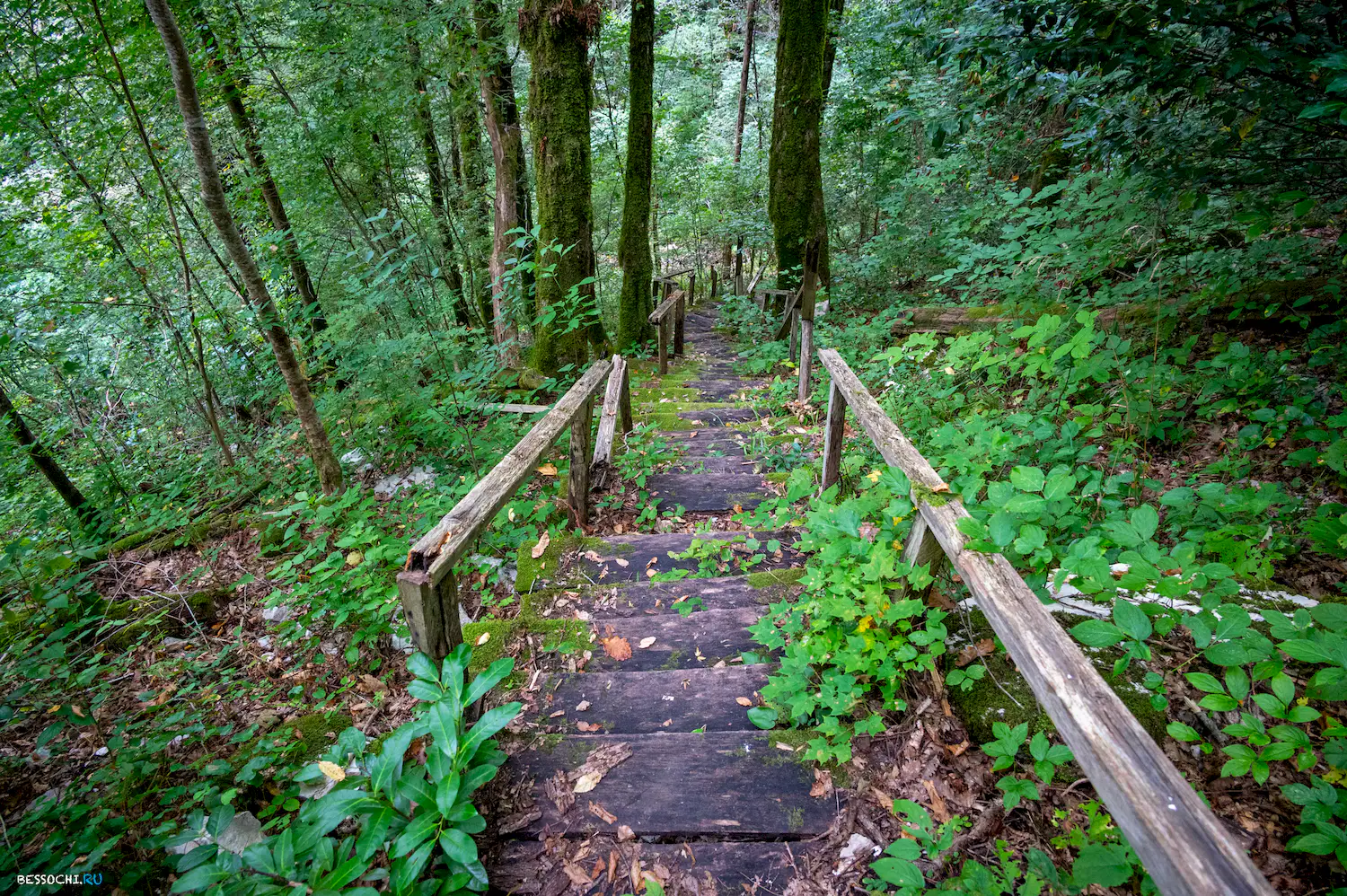 Царские ворота