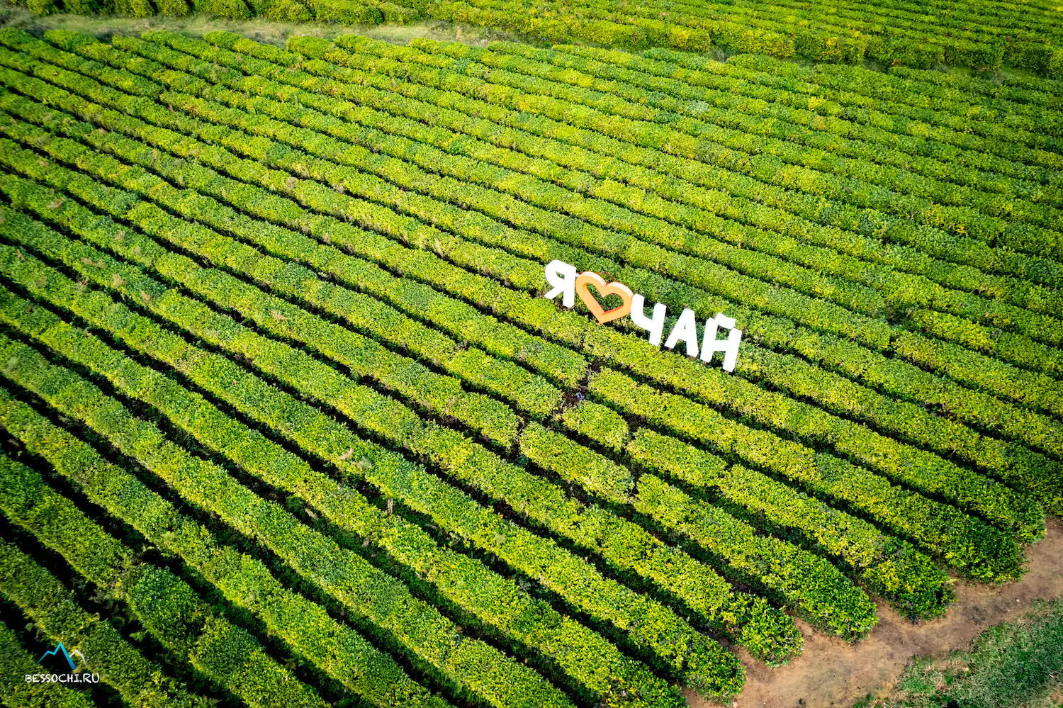 Краснодарский чай