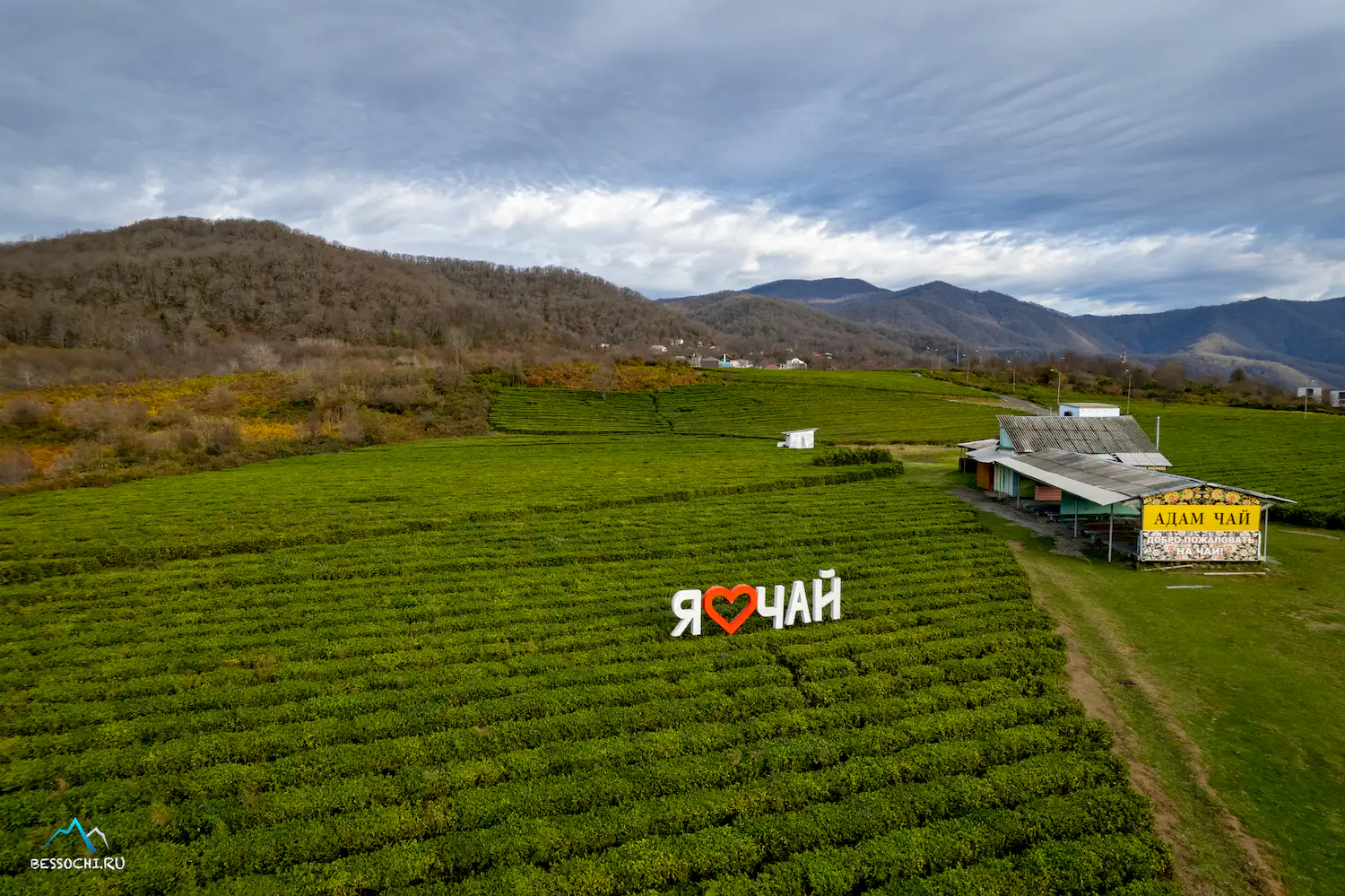 Краснодарский чай