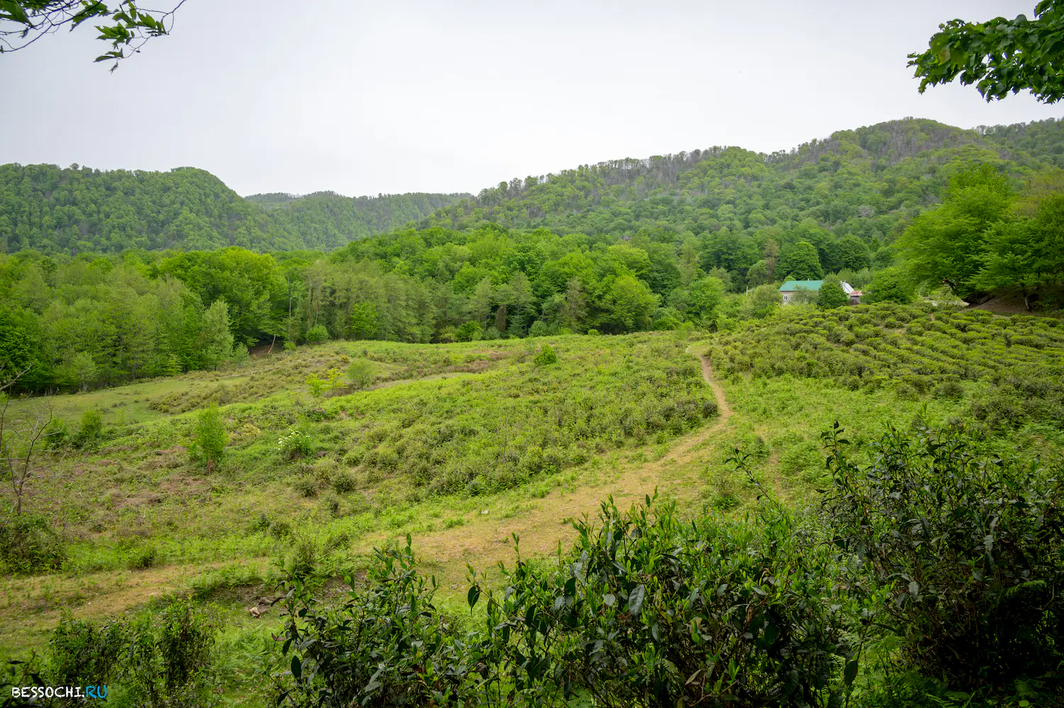 Краснодарский чай