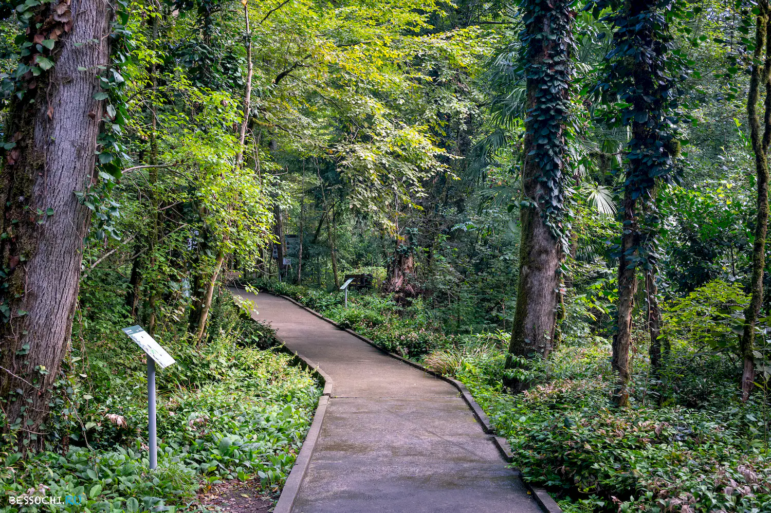 Самшитовая роща