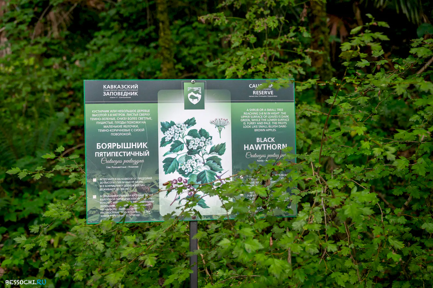 Самшитовая роща