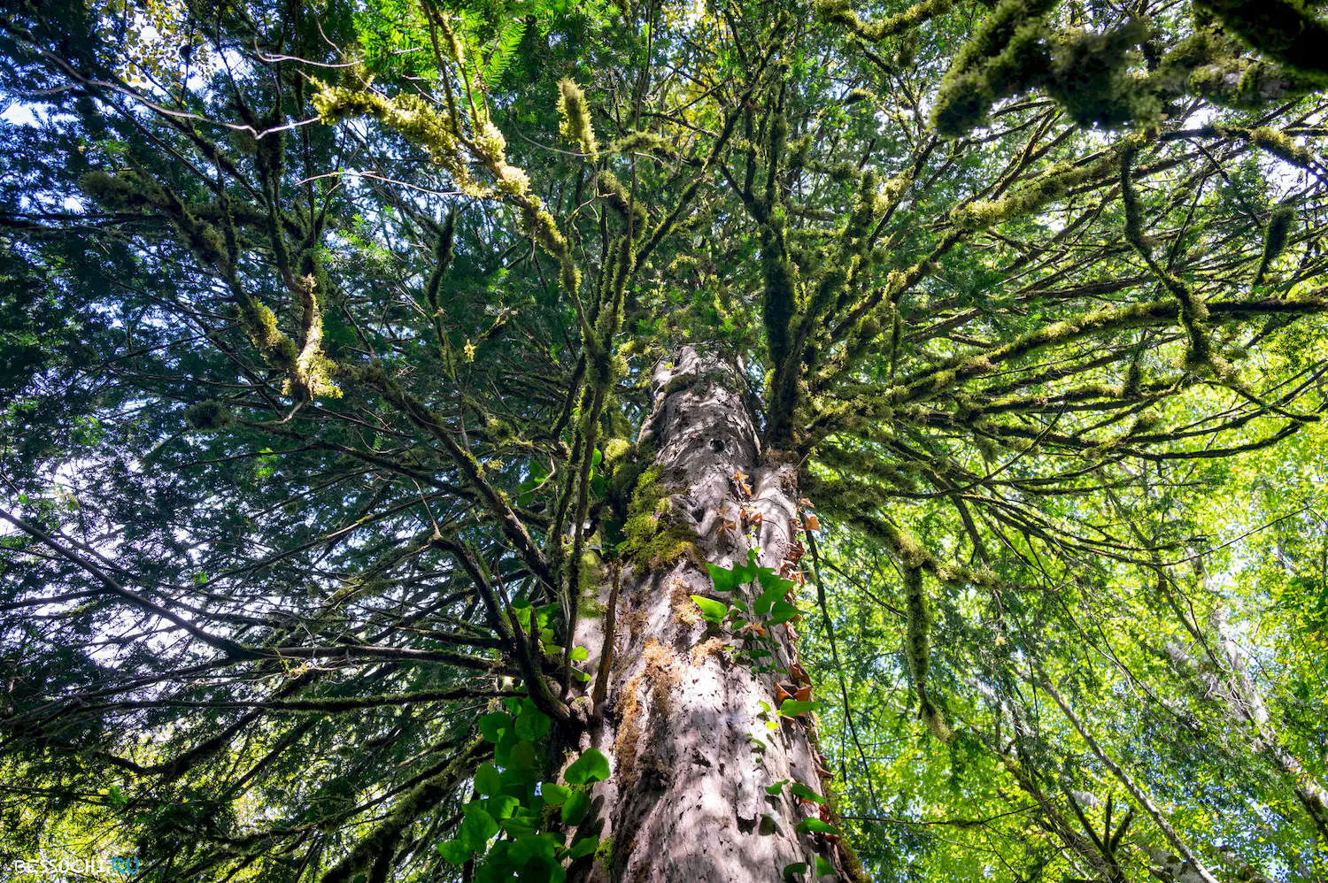 Самшитовая роща