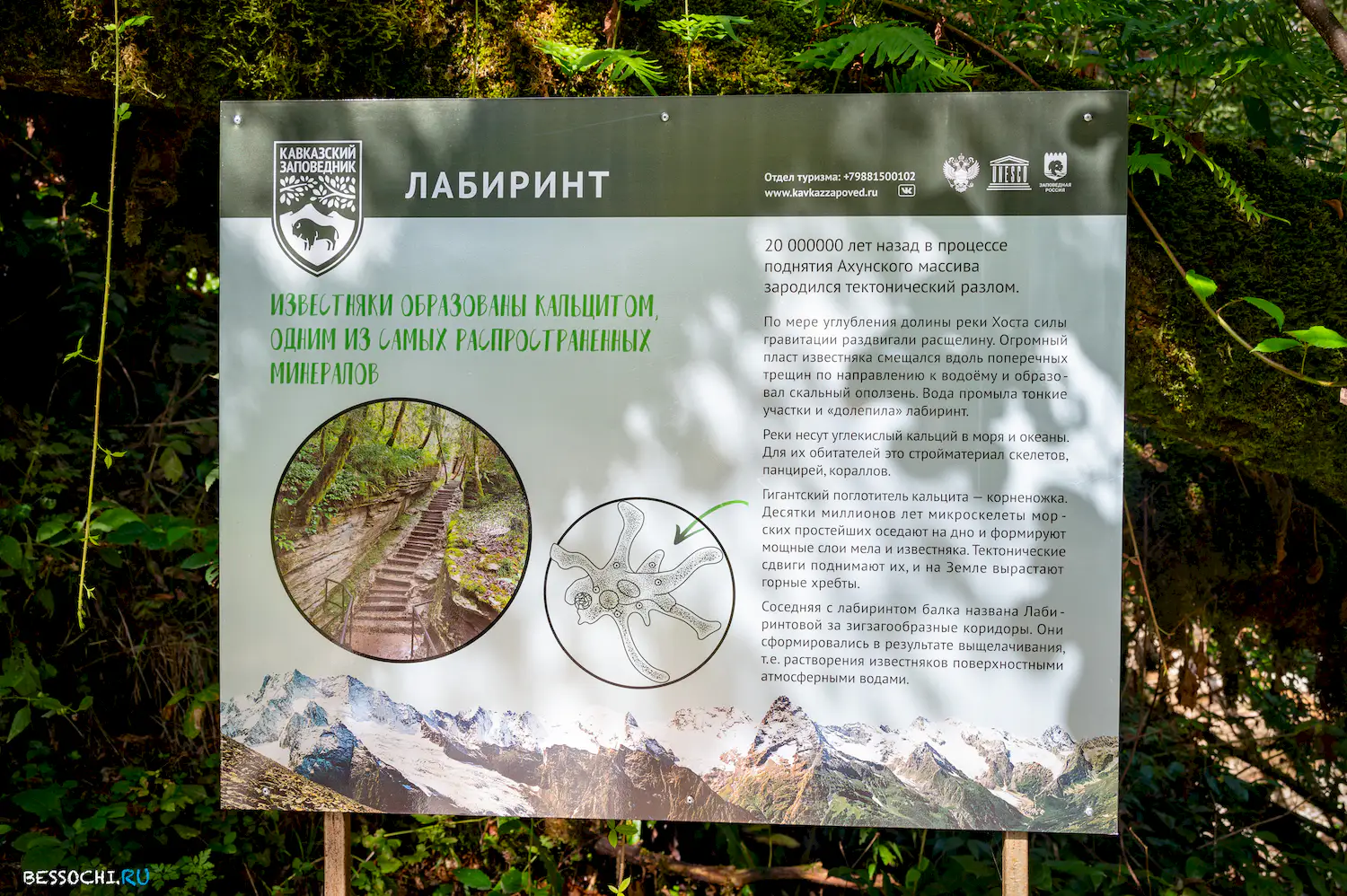 Самшитовая роща