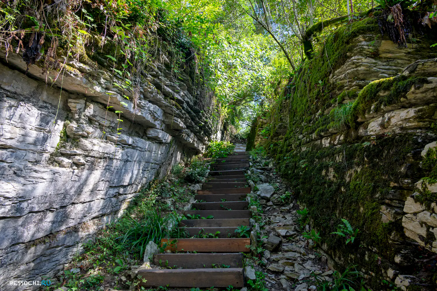 Самшитовая роща