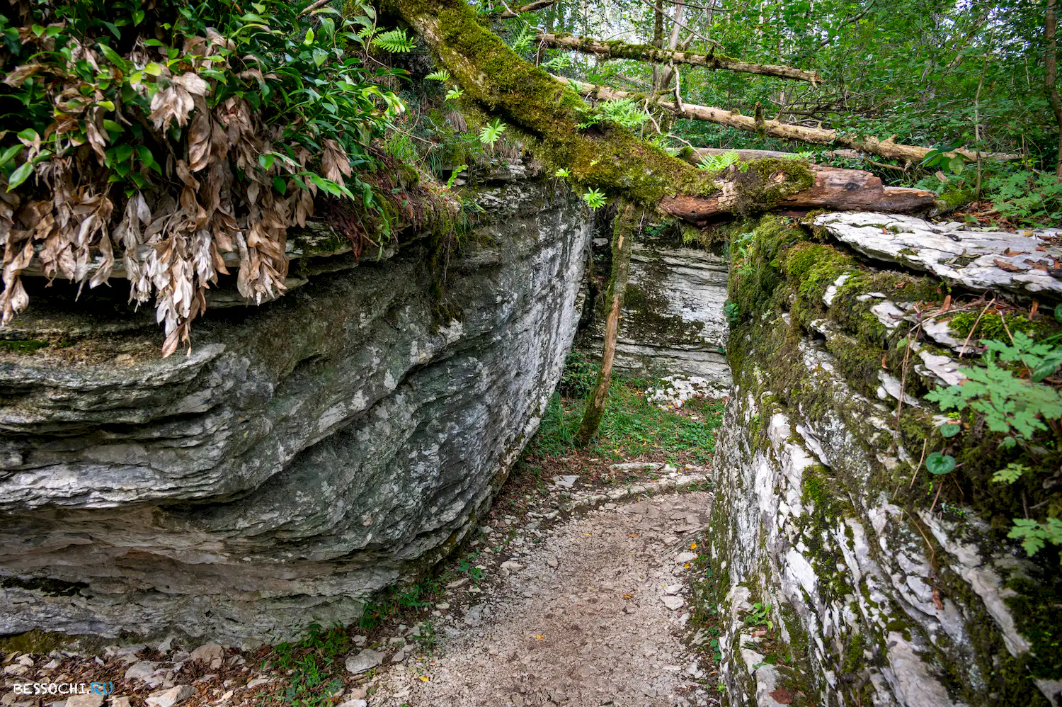 Самшитовая роща