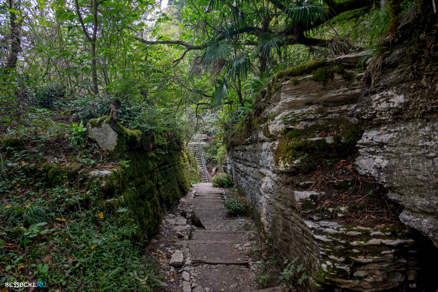 Самшитовая роща