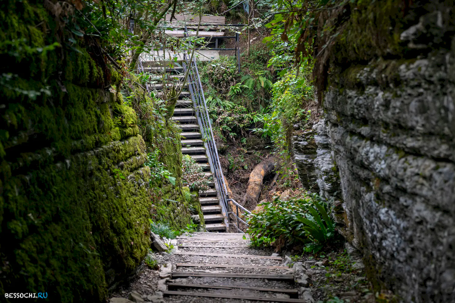 Самшитовая роща