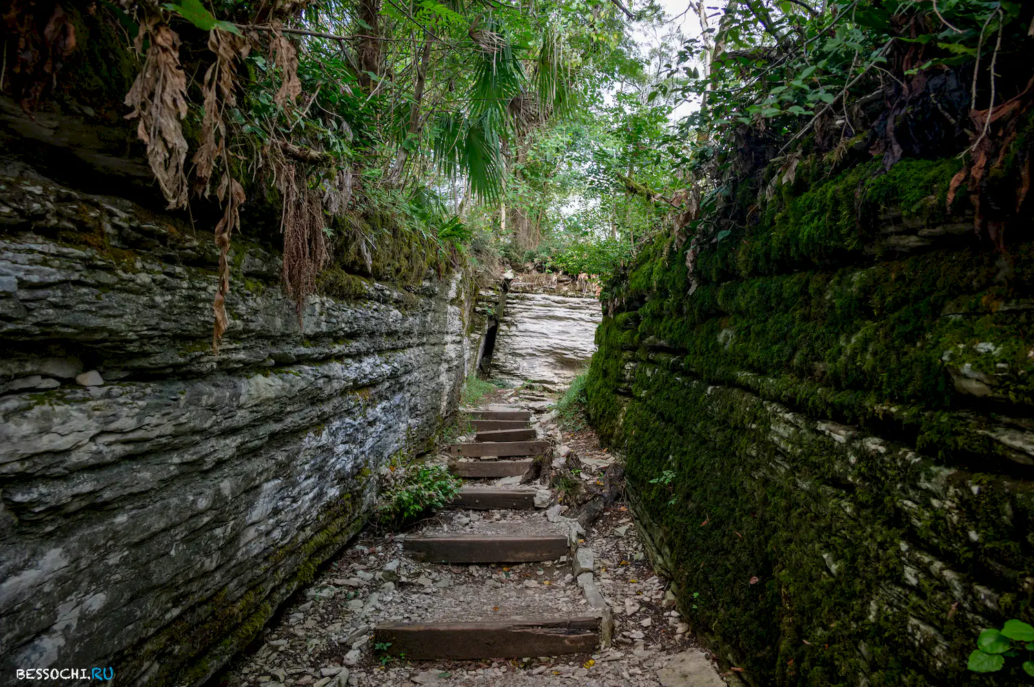 Самшитовая роща