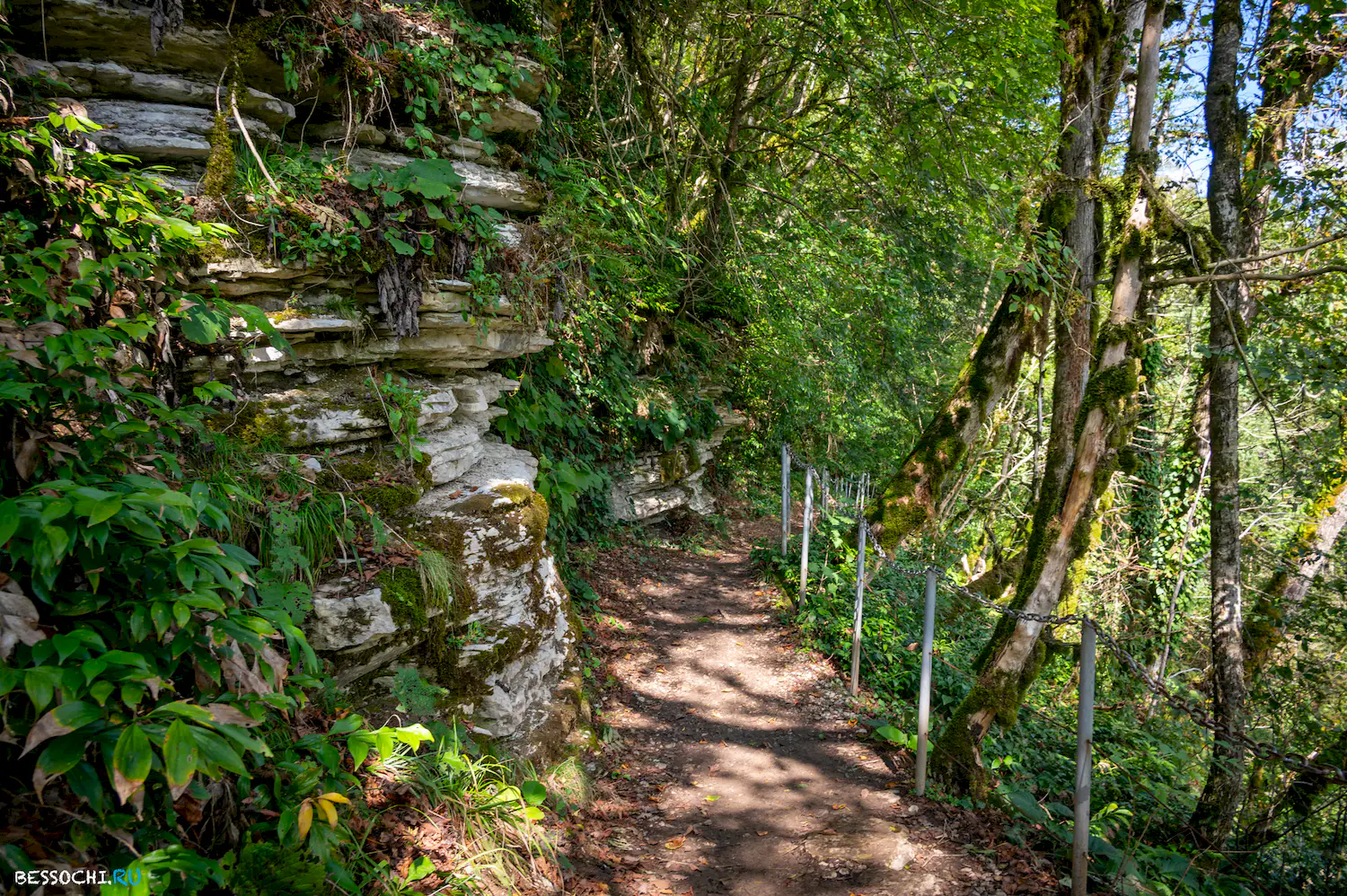 Самшитовая роща