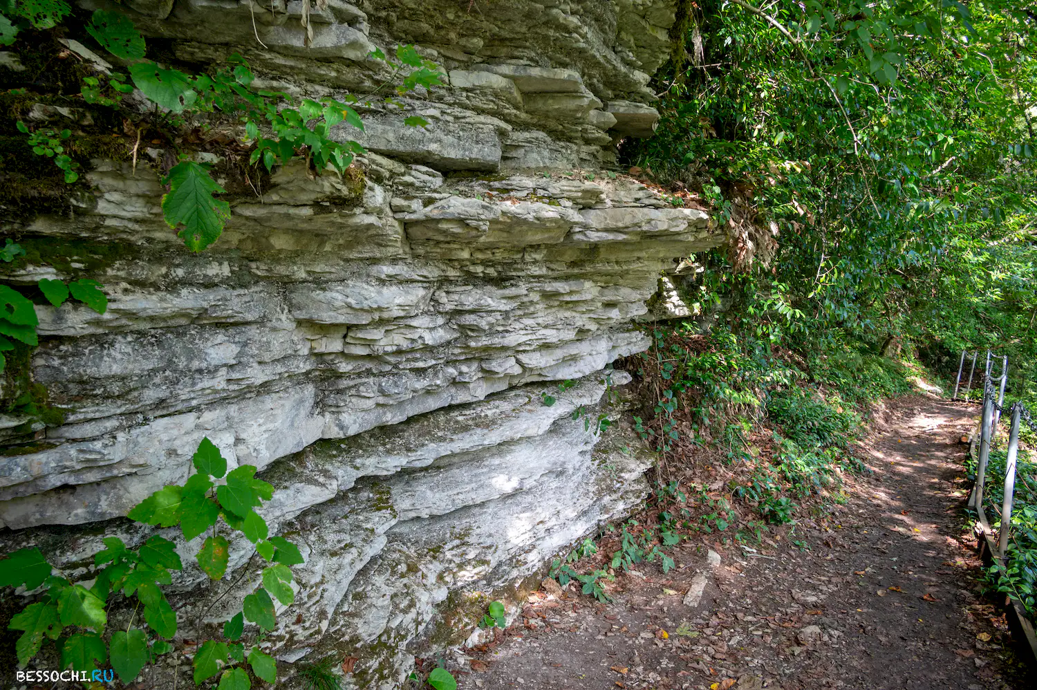 Самшитовая роща