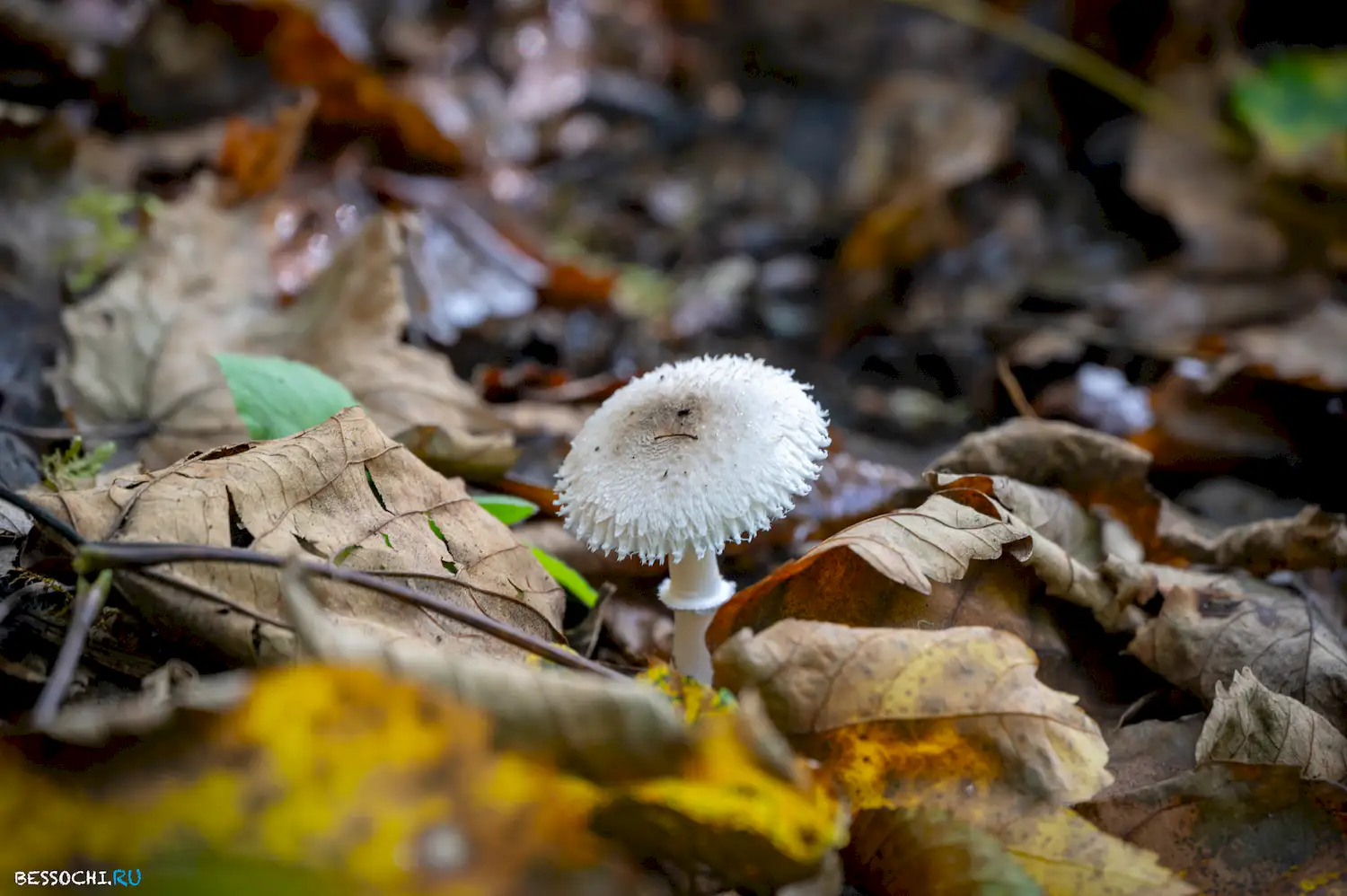 Самшитовая роща