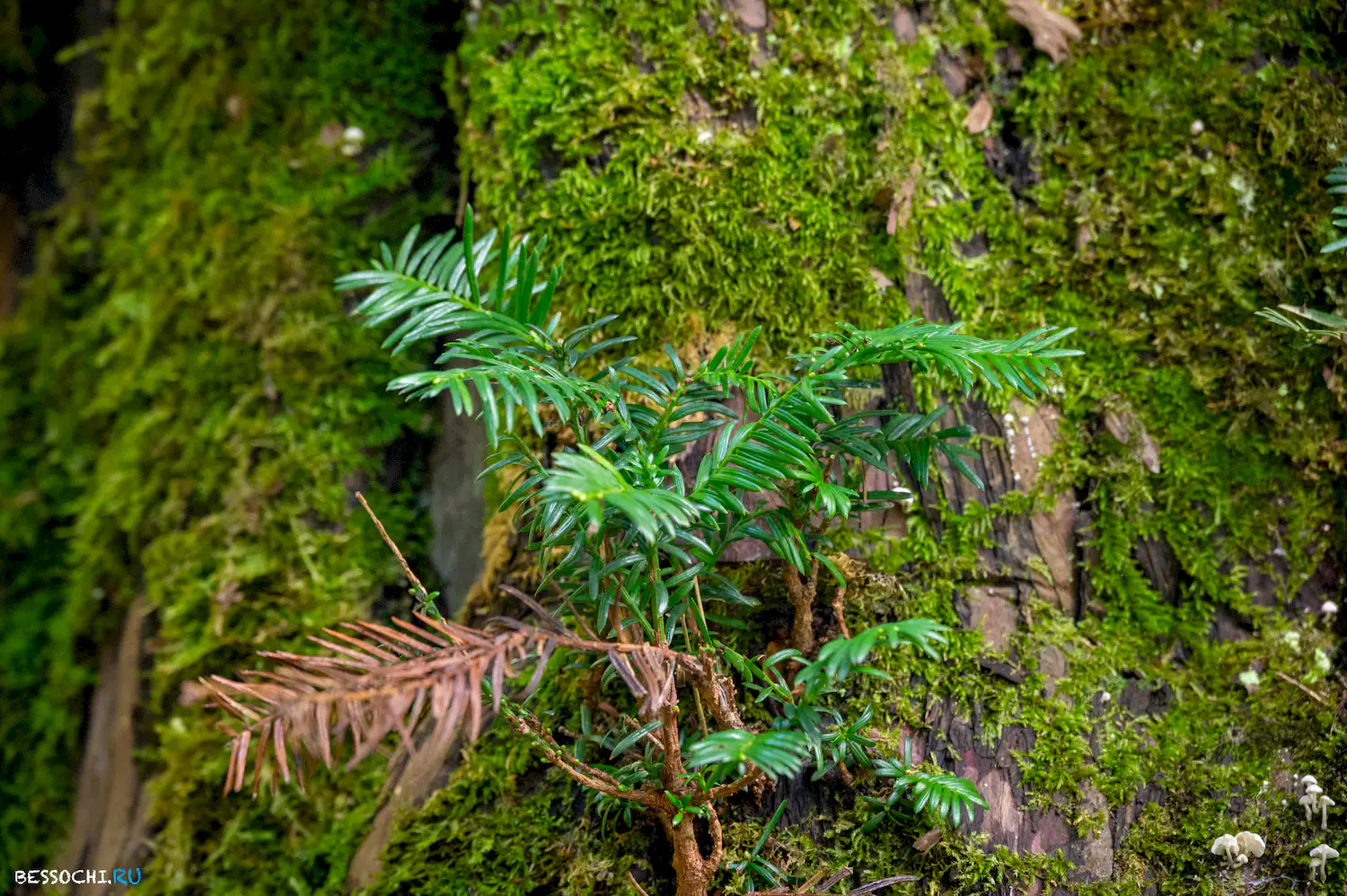 Самшитовая роща