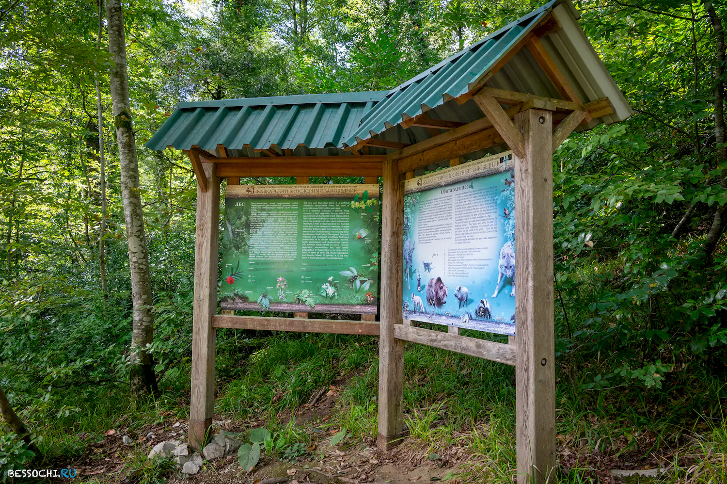 Самшитовая роща