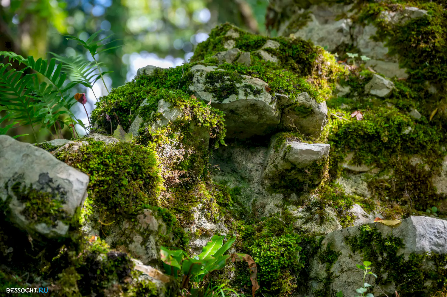 Самшитовая роща