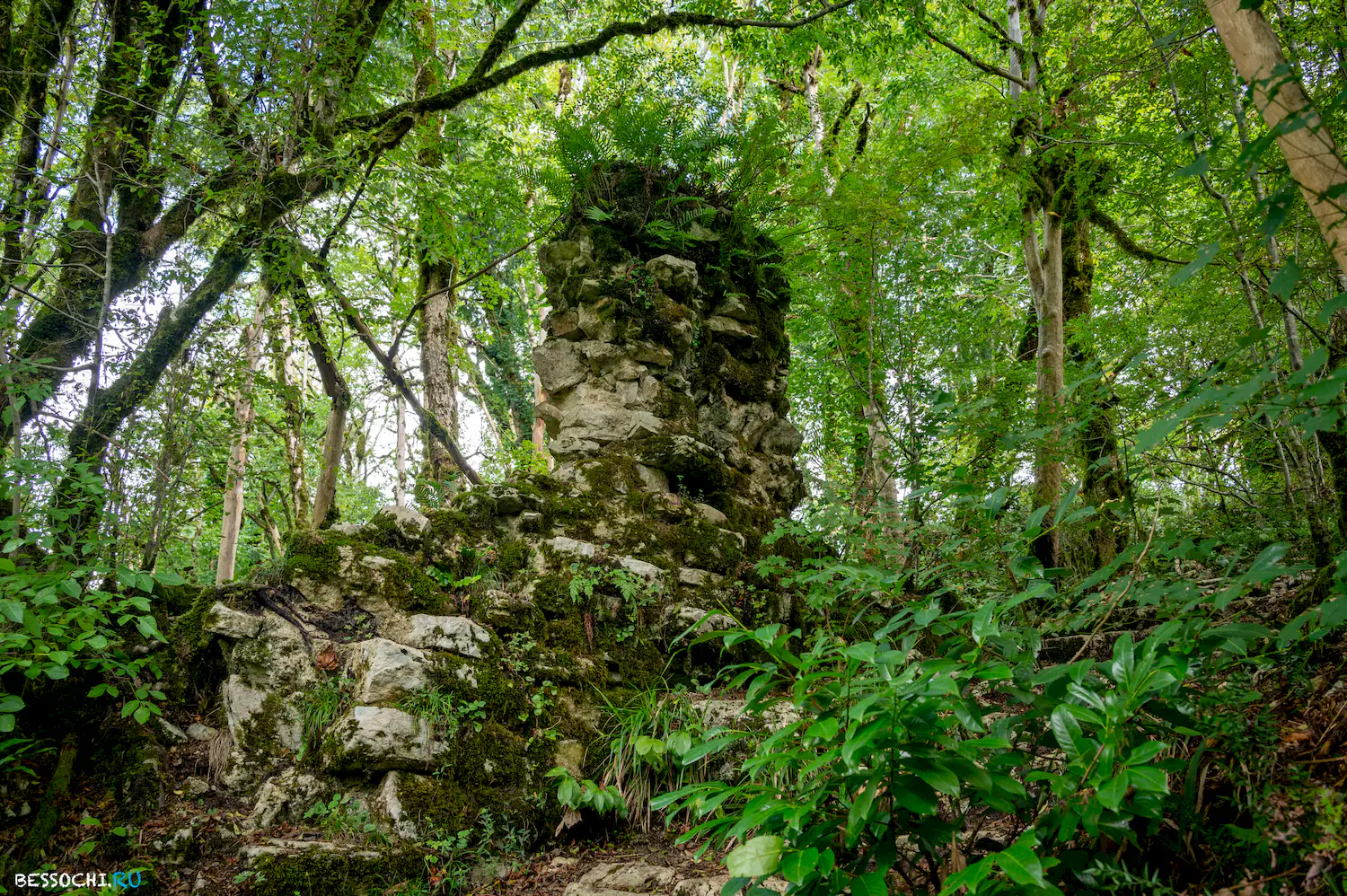 Самшитовая роща