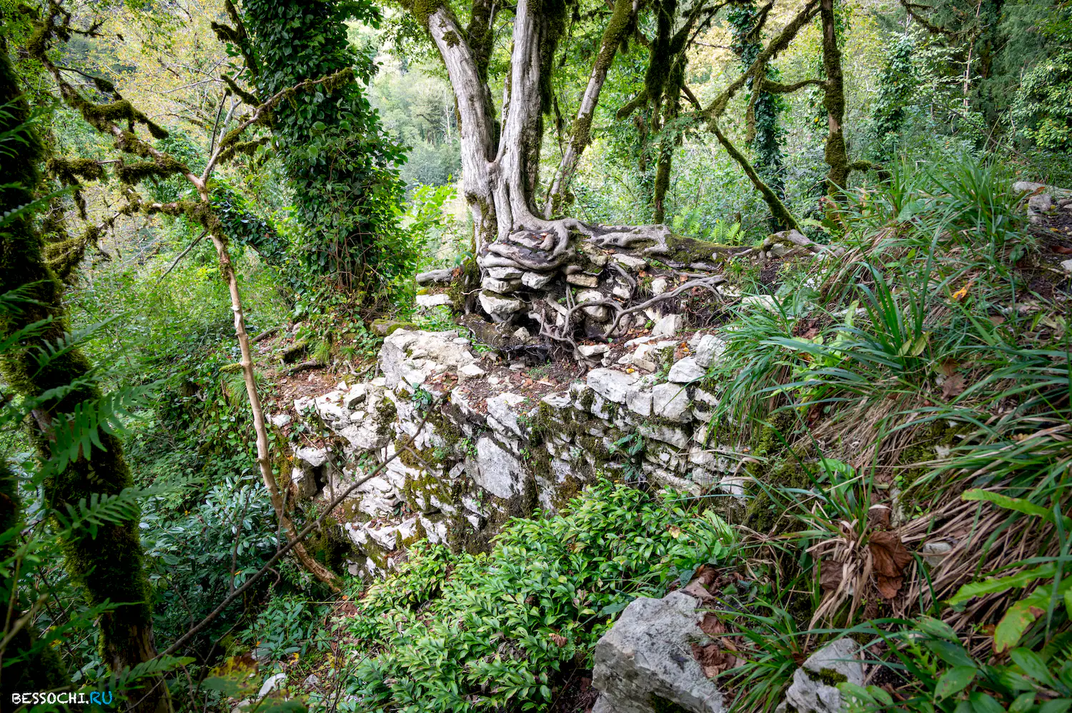 Самшитовая роща