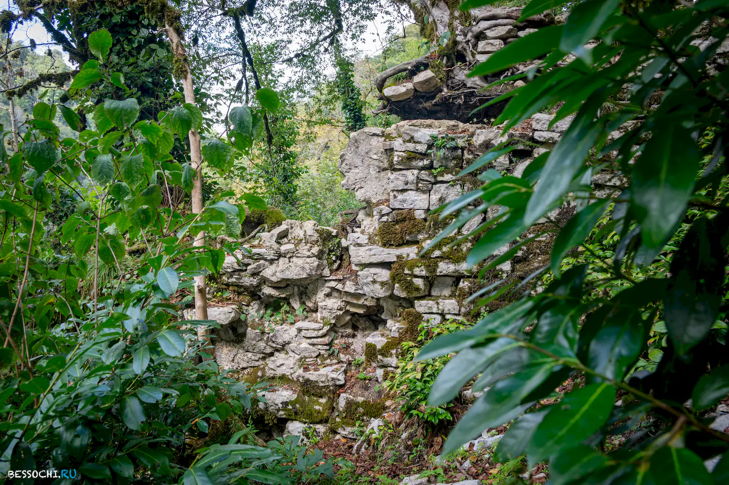 Самшитовая роща