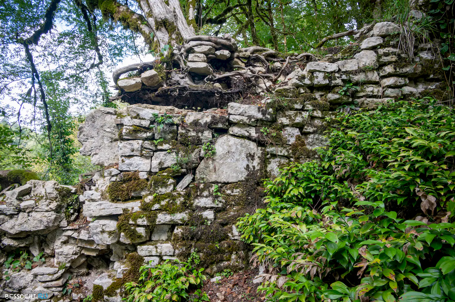 Самшитовая роща