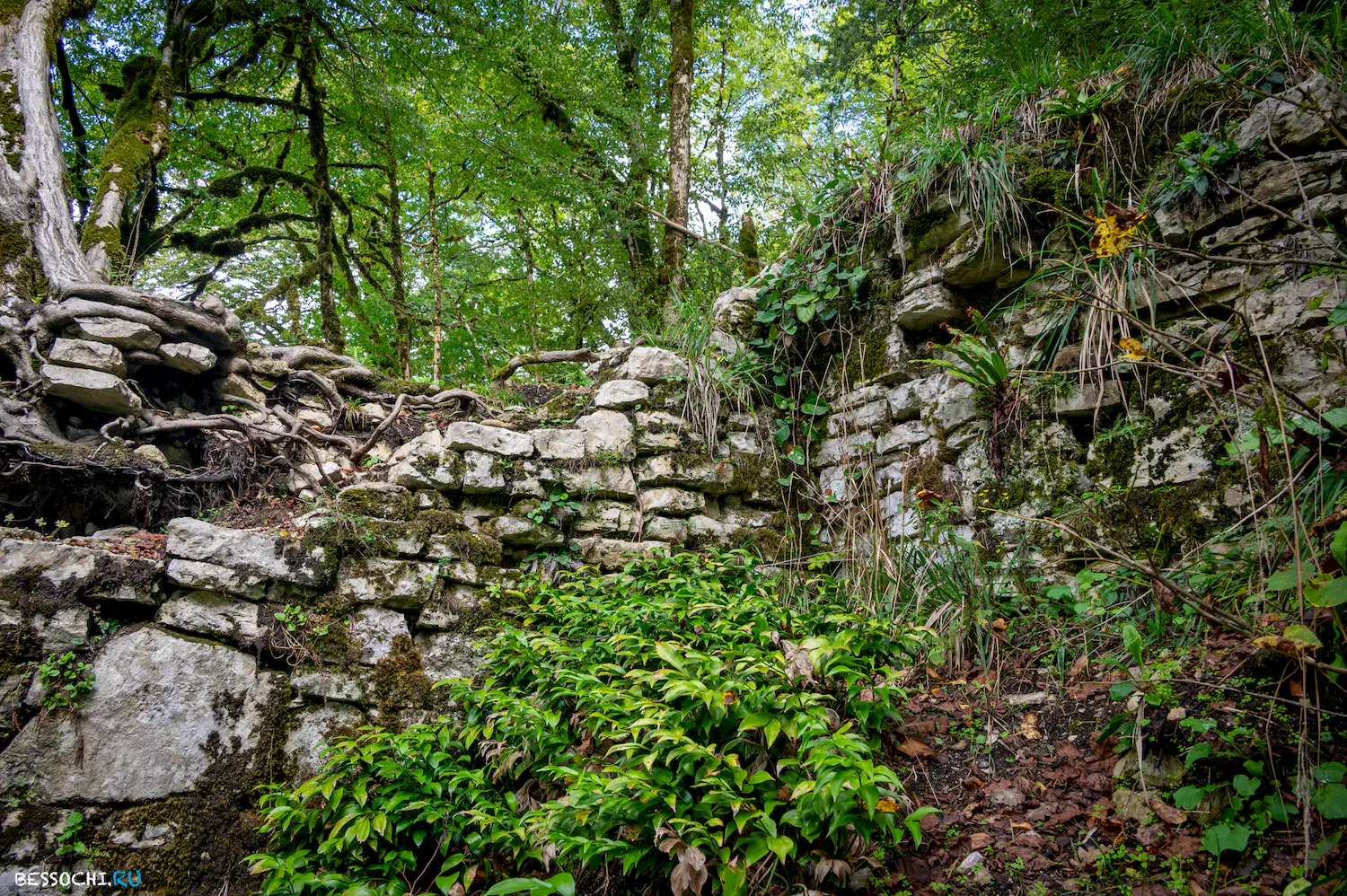 Самшитовая роща