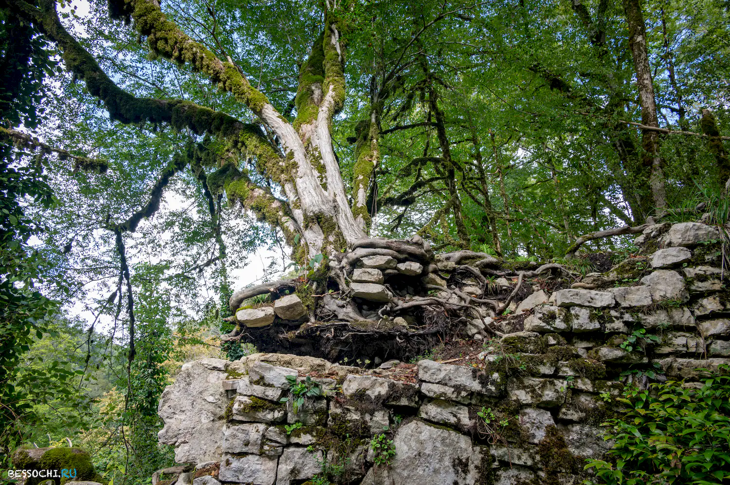 Самшитовая роща