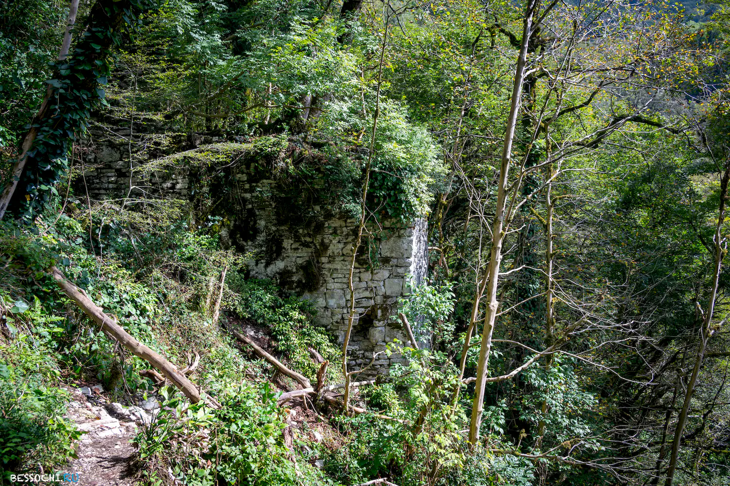 Самшитовая роща