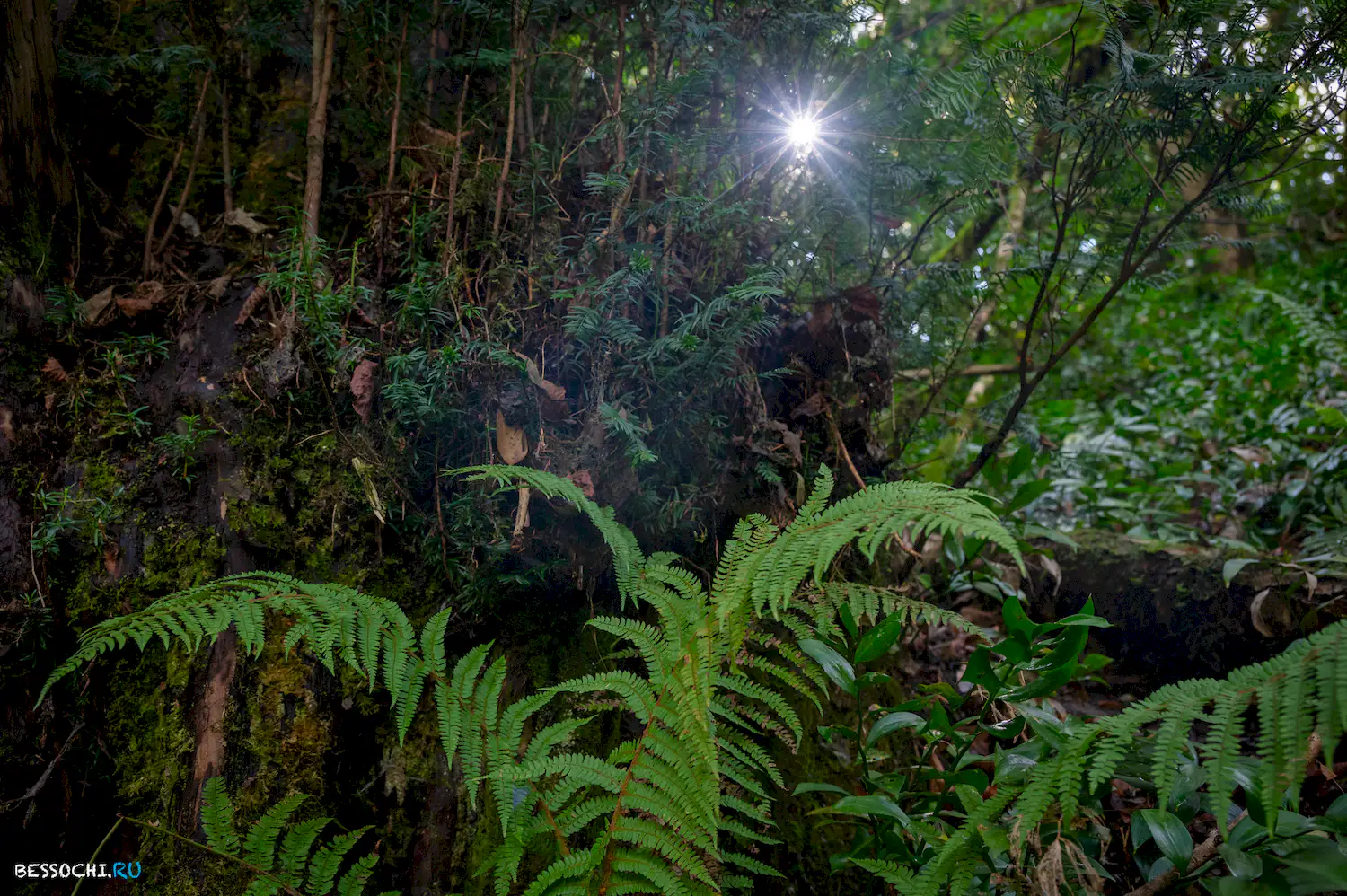 Самшитовая роща