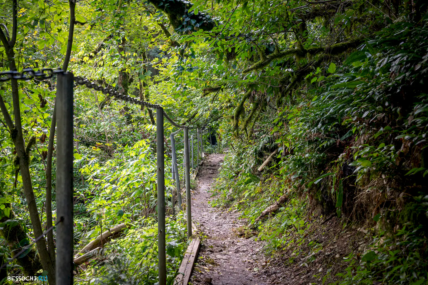 Самшитовая роща