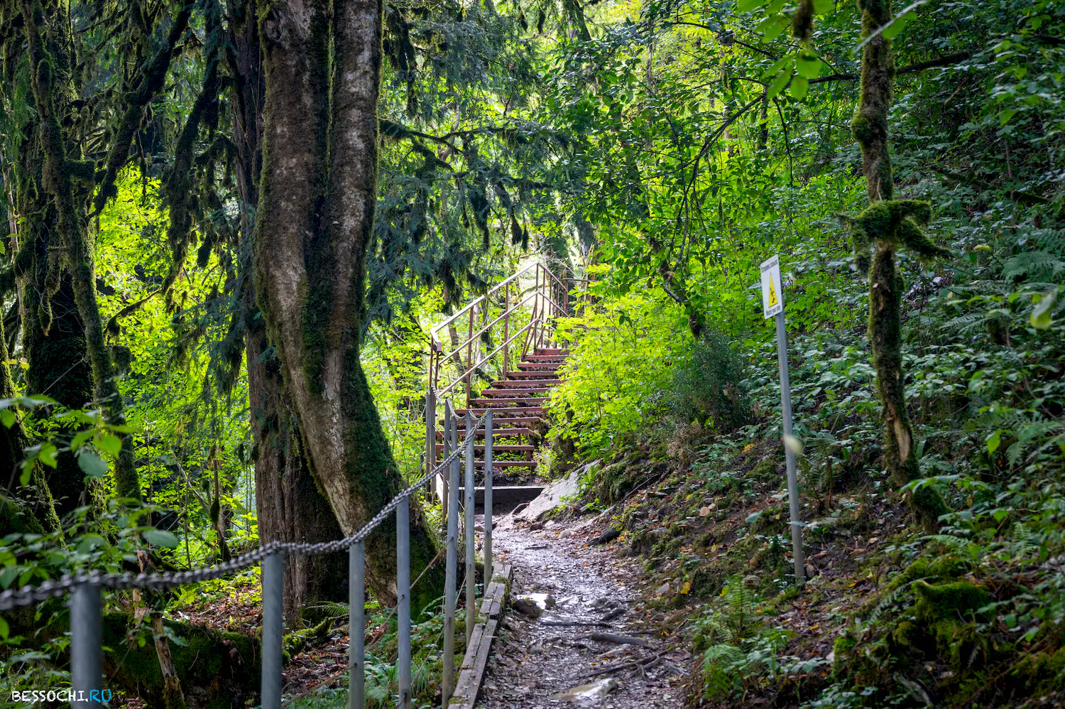 Самшитовая роща