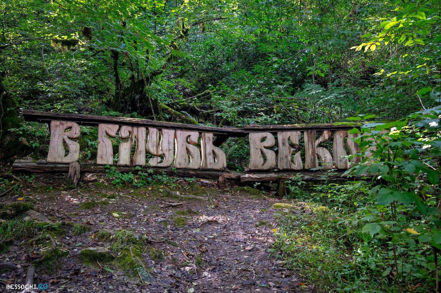 Самшитовая роща