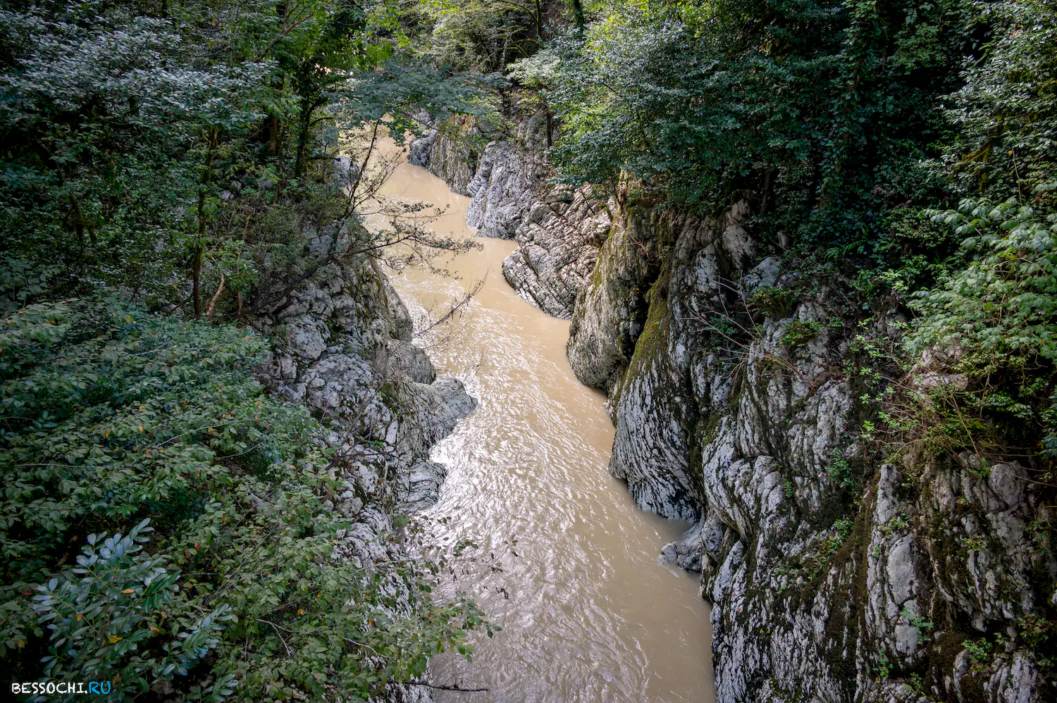 Самшитовая роща