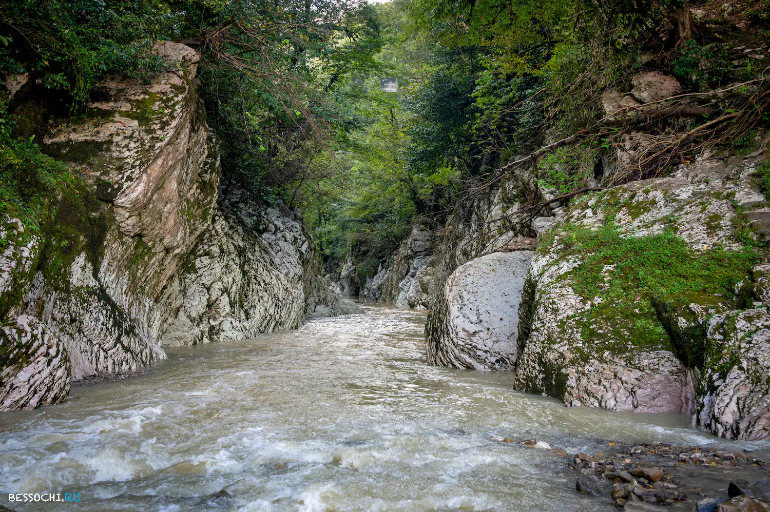 Самшитовая роща