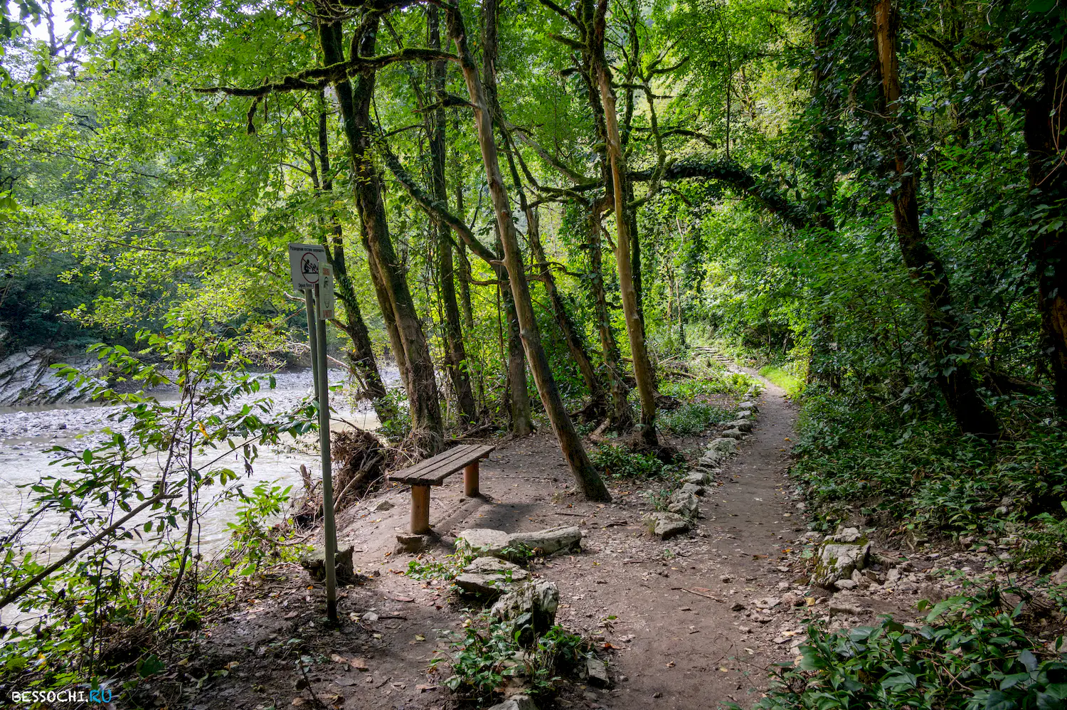 Самшитовая роща