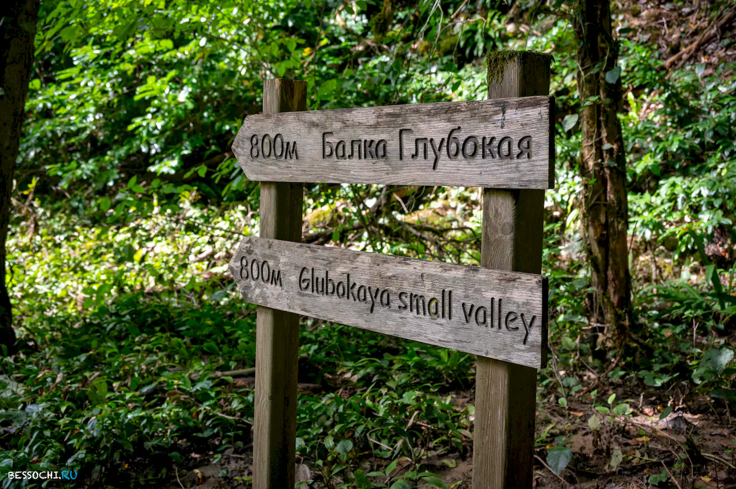 Самшитовая роща