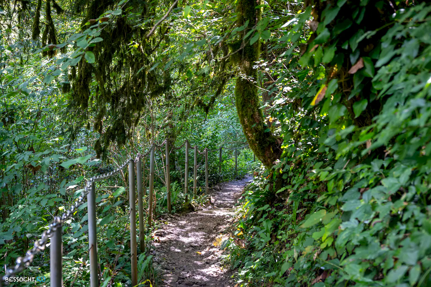 Самшитовая роща