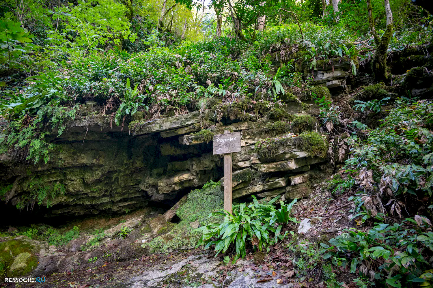 Самшитовая роща