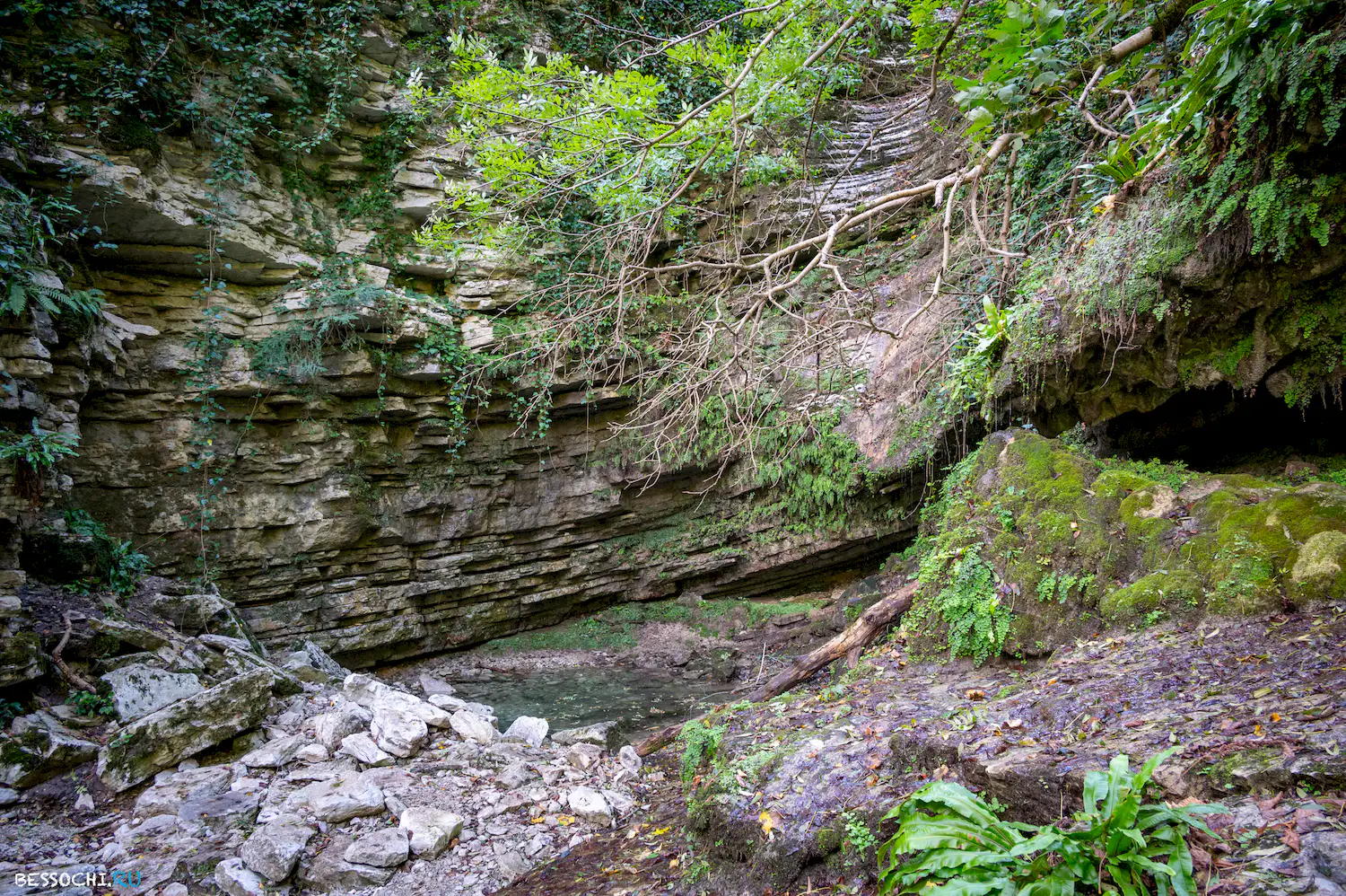 Самшитовая роща