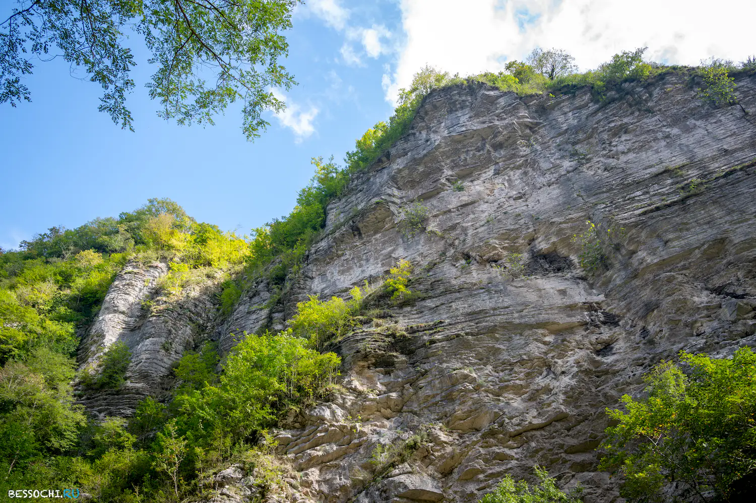 Самшитовая роща