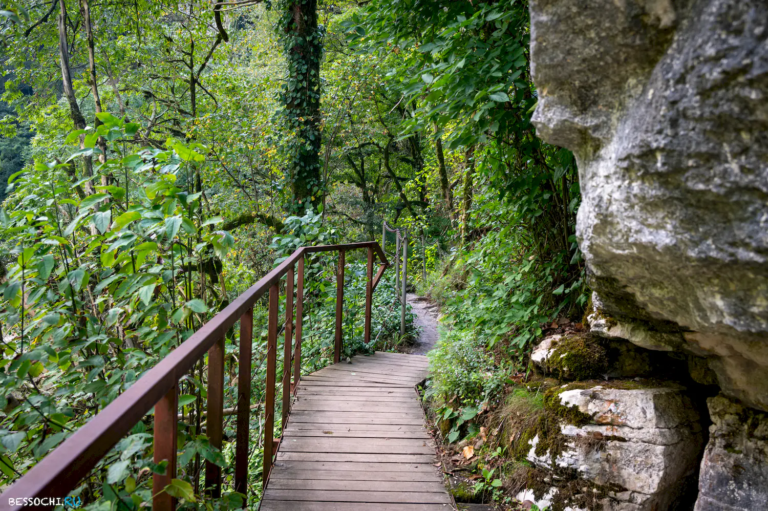 Самшитовая роща