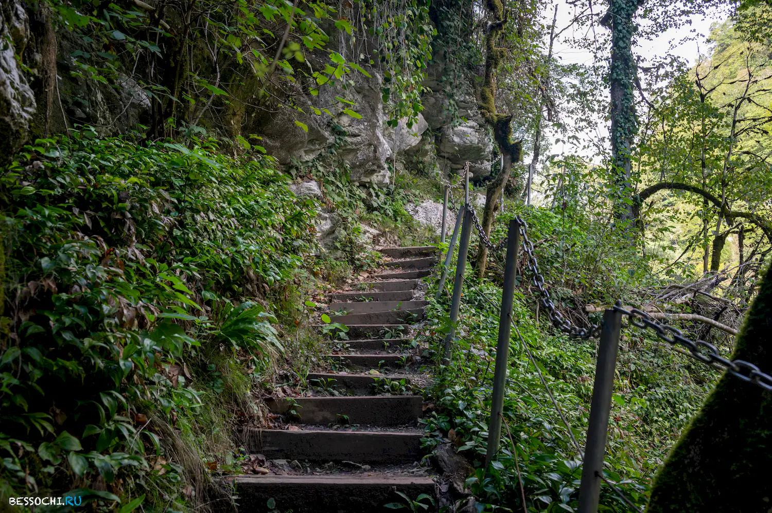 Самшитовая роща