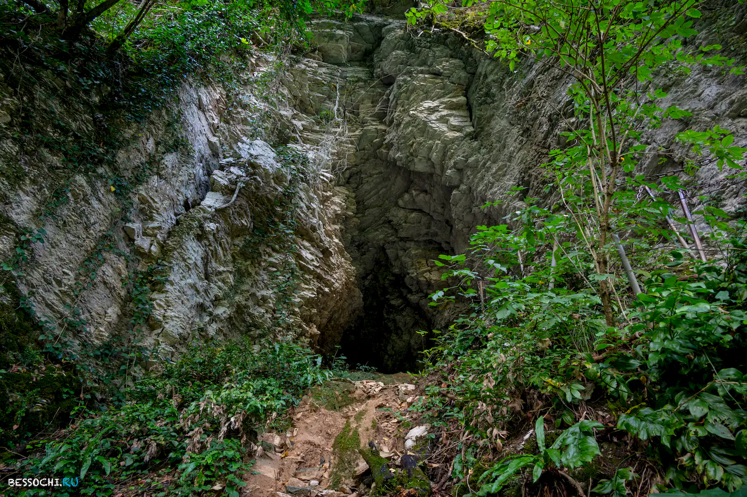 Самщитовая роща