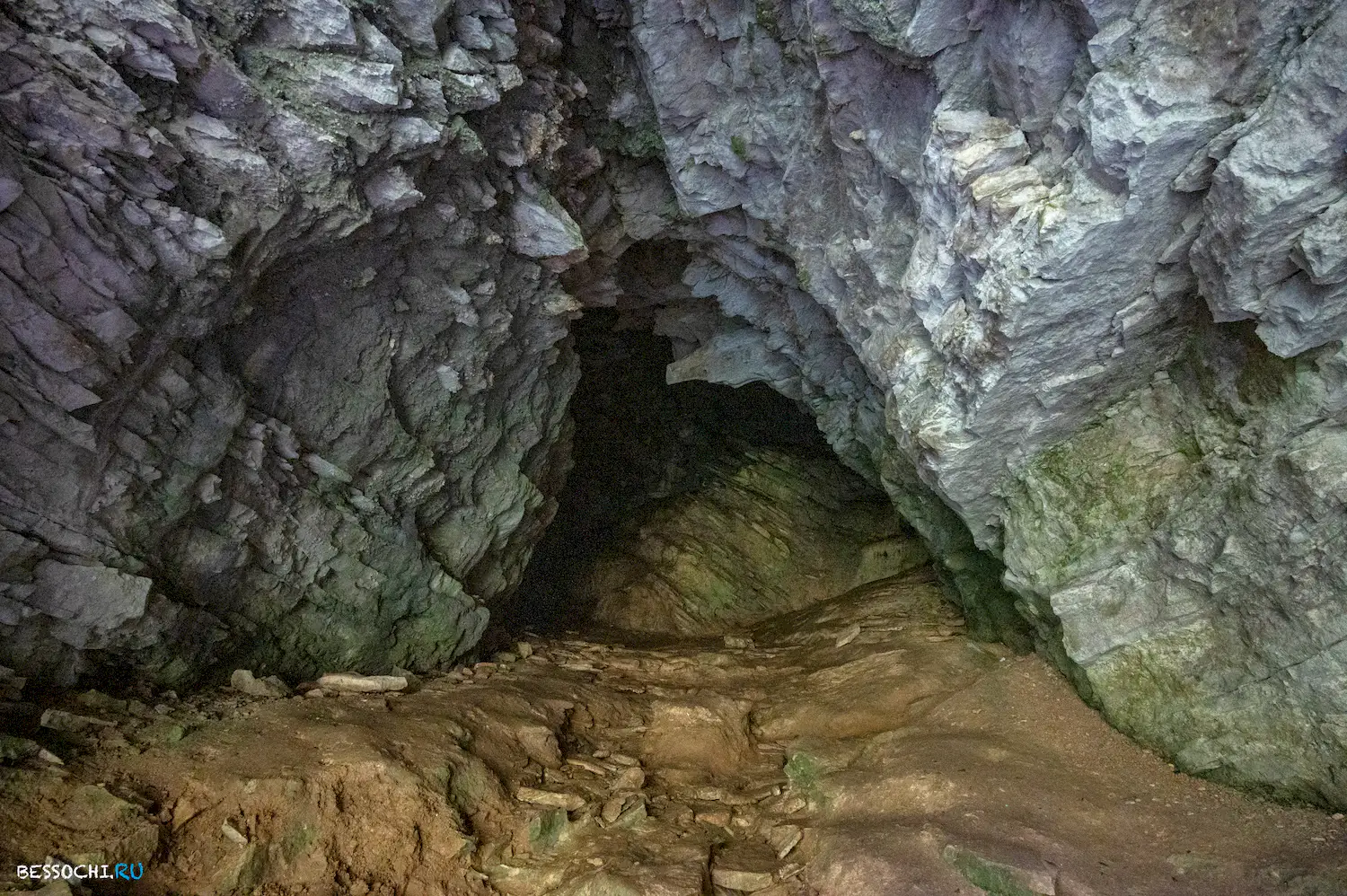 Самщитовая роща