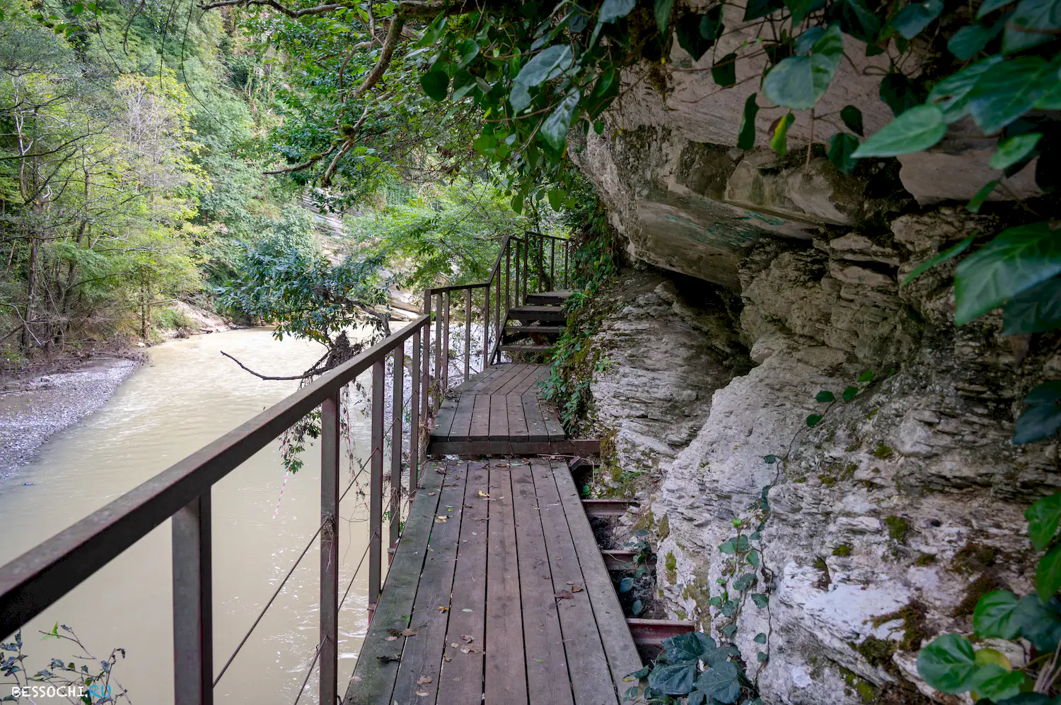 Самщитовая роща