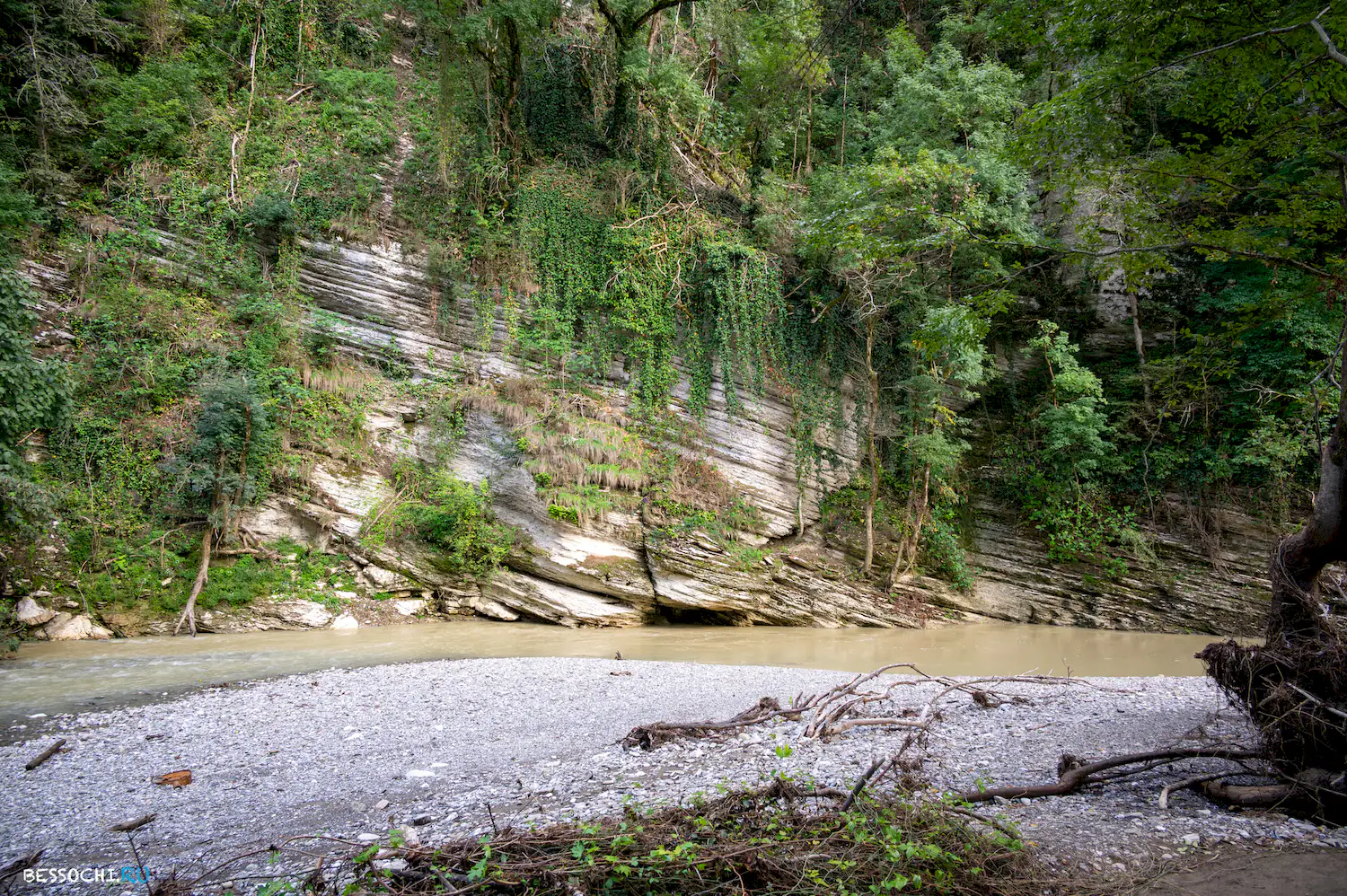 Самщитовая роща